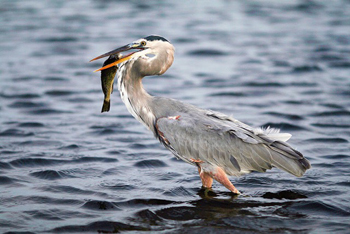 Great Blue Heron