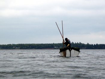 Oyster Fisherman